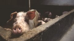 養(yǎng)殖用臭氧發(fā)生器對(duì)動(dòng)物有害嗎