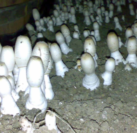 菌菇接種過(guò)程中使用臭氧熏蒸消毒機(jī)的優(yōu)勢(shì)