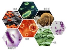 臭氧對(duì)昆蟲(chóng)侵染的影響